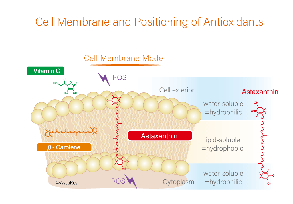 membrane-positioning
